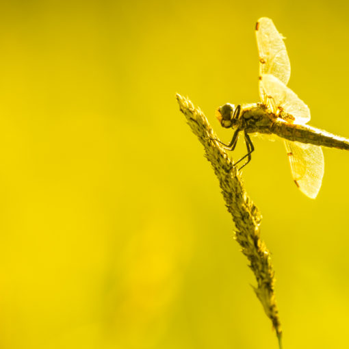 Libellule à quatre tâches / Libellula quadrimaculata