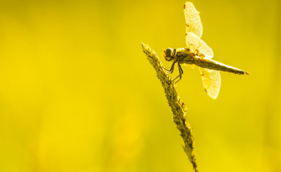 Libellule à quatre tâches / Libellula quadrimaculata