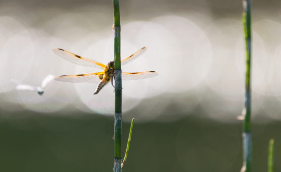 Libellule à quatre tâches / Libellula quadrimaculata