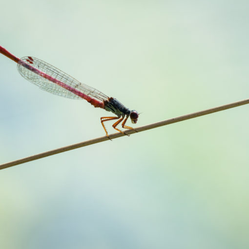 Agrion délicat / Ceriagrion tenellum