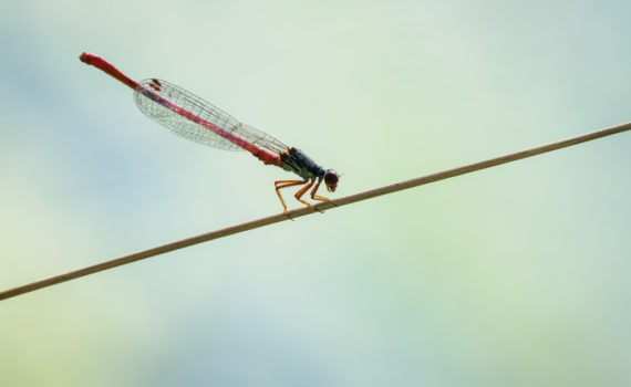 Agrion délicat / Ceriagrion tenellum