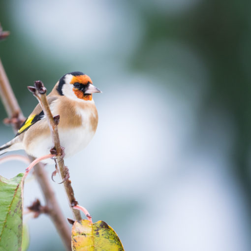 Chardonneret élégant / Carduelis carduelis