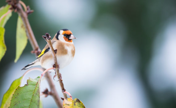 Chardonneret élégant / Carduelis carduelis