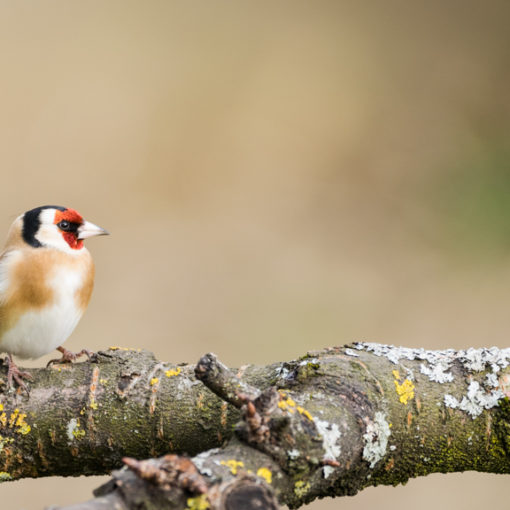 Chardonneret élégant / Carduelis carduelis