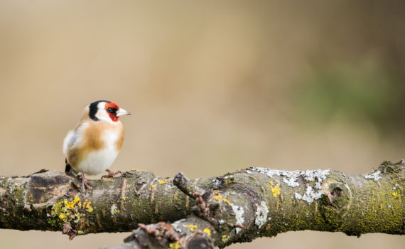 Chardonneret élégant / Carduelis carduelis