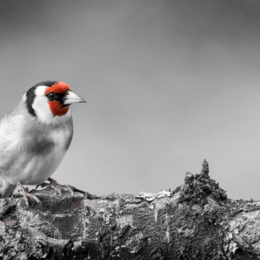 Chardonneret élégant / Carduelis carduelis