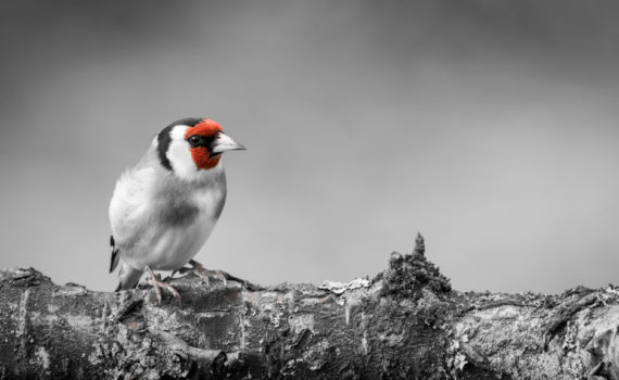 Chardonneret élégant / Carduelis carduelis