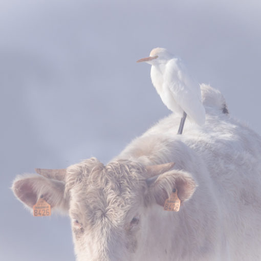 Héron gardeboeufs / Bubulcus ibis