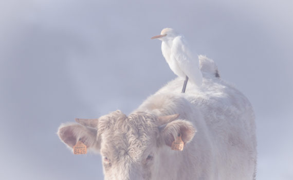 Héron gardeboeufs / Bubulcus ibis