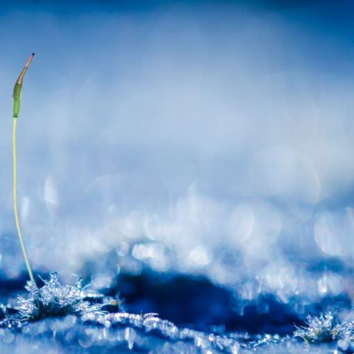 Sporophyte