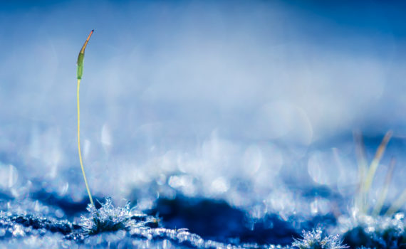 Sporophyte