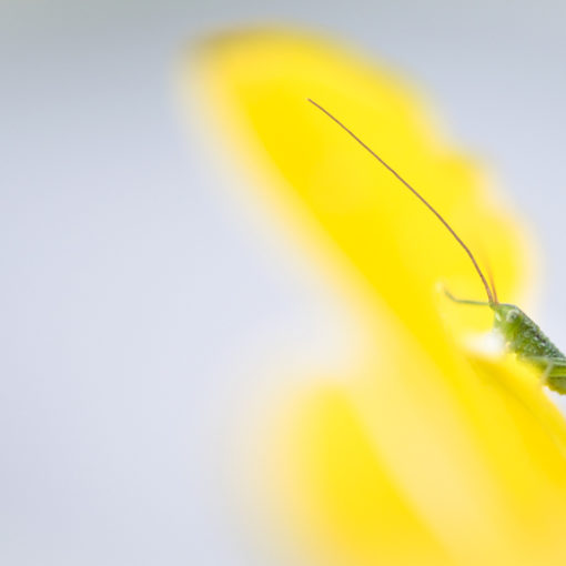 Grande sauterelle verte / Tettigonia viridissima