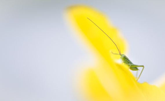 Grande sauterelle verte / Tettigonia viridissima