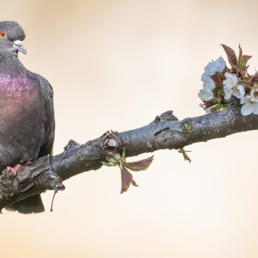 Pigeon biset / Columbia livia