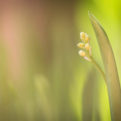 Muguet