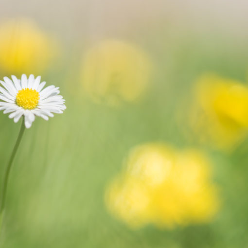 Bellis perennis