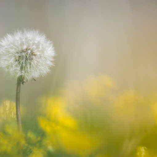 Pissenlit / Taraxacum officinale