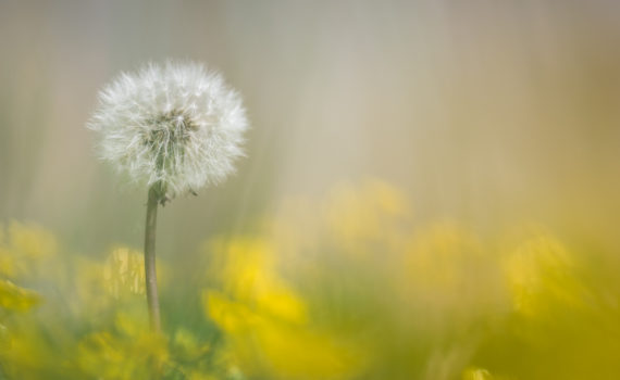 Pissenlit / Taraxacum officinale