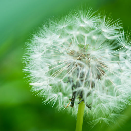 Pissenlit / Taraxacum officinale