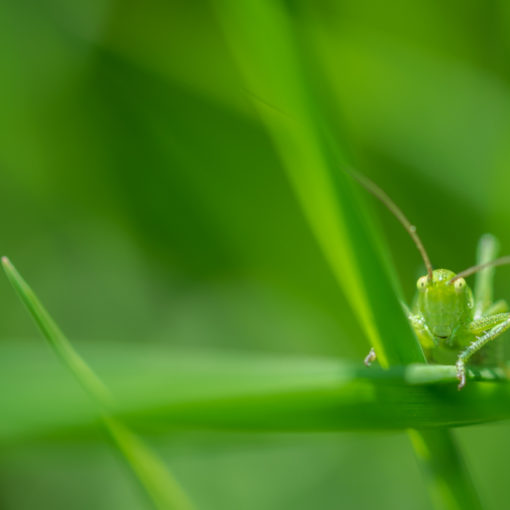 Grande sauterelle verte / Tettigonia viridissima