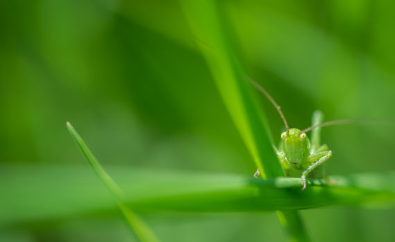 Grande sauterelle verte / Tettigonia viridissima