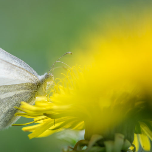 Piéride de la rave / Pieris rapae