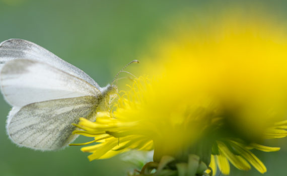 Piéride de la rave / Pieris rapae