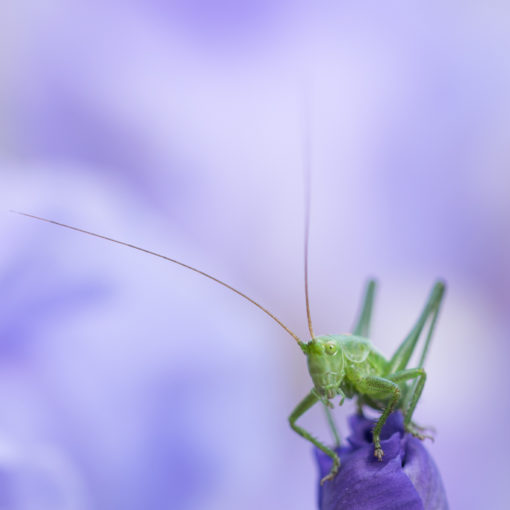 Grande sauterelle verte / Tettigonia viridissima