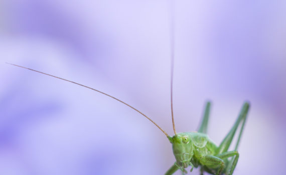 Grande sauterelle verte / Tettigonia viridissima