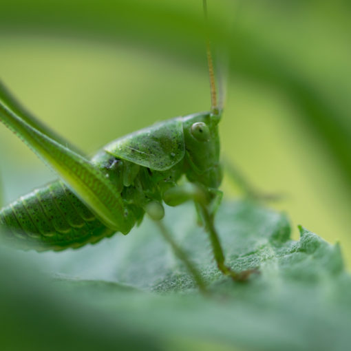 Grande sauterelle verte / Tettigonia viridissima