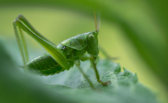 Grande sauterelle verte / Tettigonia viridissima