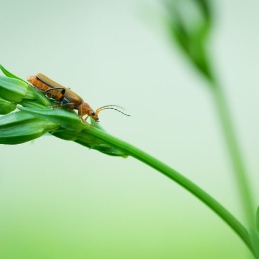 Cantharide commune / Cantharis fusca