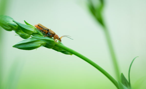 Cantharide commune / Cantharis fusca