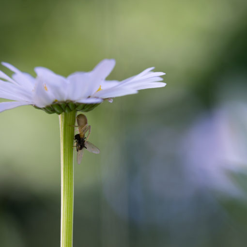 Marguerite commune / Leucanthemum vulgare