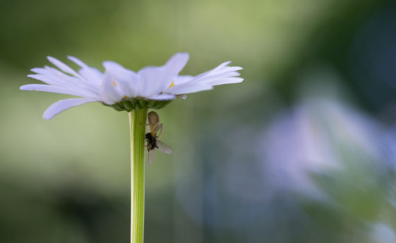 Marguerite commune / Leucanthemum vulgare