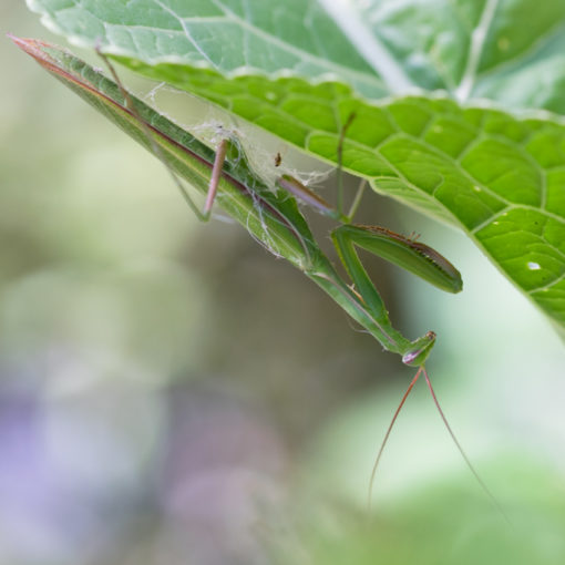 Mante religieuse / Mantis religiosa