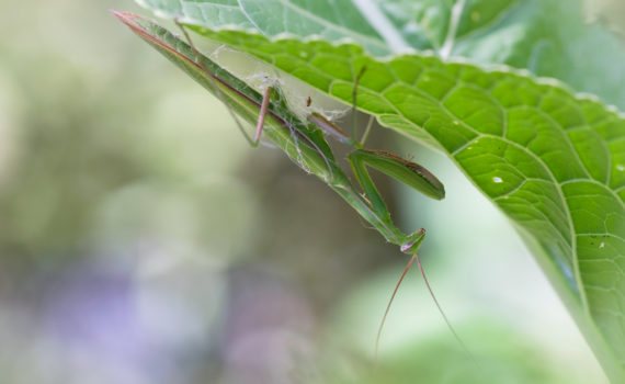 Mante religieuse / Mantis religiosa