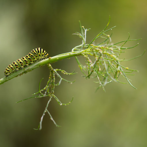 Machaon / Papilio machaon