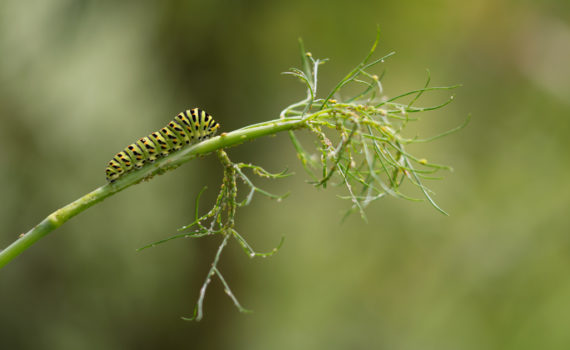 Machaon / Papilio machaon