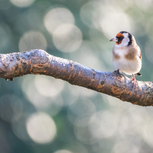 Chardonneret élégant / Carduelis carduelis