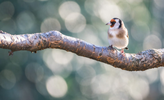 Chardonneret élégant / Carduelis carduelis