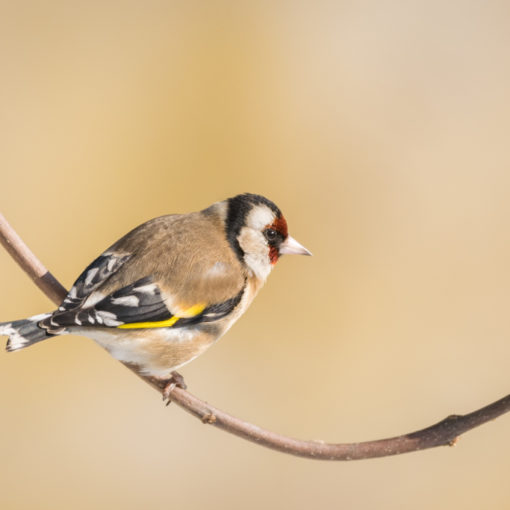 Chardonneret élégant / Carduelis carduelis