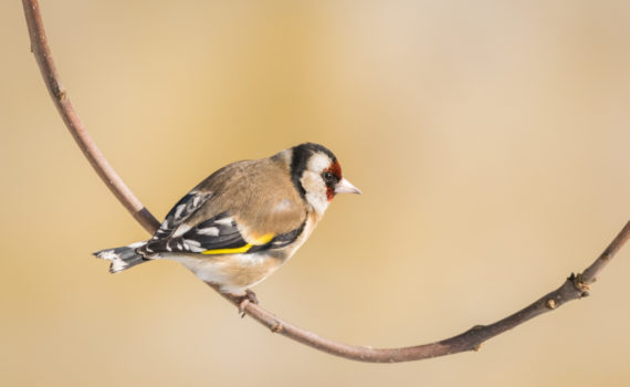 Chardonneret élégant / Carduelis carduelis