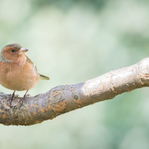 Pinson des arbres / Fringilla coelebs