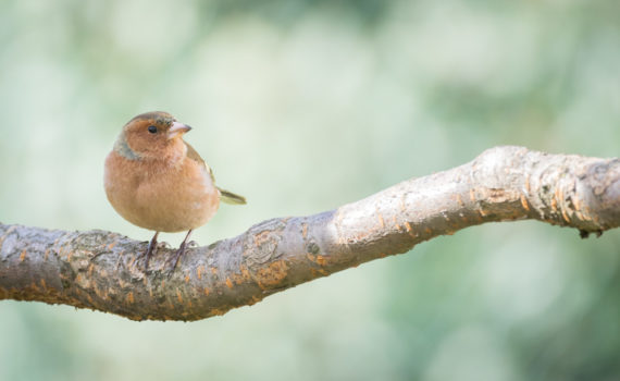 Pinson des arbres / Fringilla coelebs