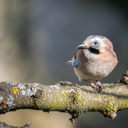 Geai des chênes / Garrulus glandarius