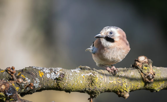 Geai des chênes / Garrulus glandarius