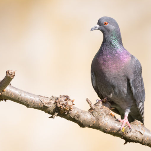 Pigeon biset / Columba livia