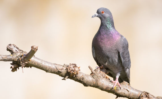 Pigeon biset / Columba livia