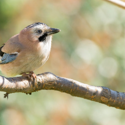 Geai des chênes / Garrulus glandarius